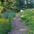 Park Walks, August 25, 2022, 08/25/2022, A Walk Through the Wildflowers of Central Park (online)