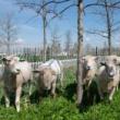 Others, August 19, 2022, 08/19/2022, Sheep Herding Demonstration