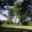 Talks, August 19, 2022, 08/19/2022, Rooted Perspectives: Great Tree Stories (online)