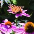 Park Walks, September 19, 2022, 09/19/2022, Climate Week Nature Walk