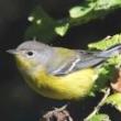 Birdwatchings, October 14, 2022, 10/14/2022, Fall Birdwatching