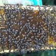 Talks, September 23, 2022, 09/23/2022, Meet the Beekeeper