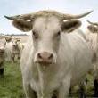 Films, September 11, 2022, 09/11/2022, A Cow&rsquo;s Life (2014): Moo-ving Documentary (online through Sept. 18)
