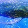 Opening Receptions, September 01, 2022, 09/01/2022, Who Speaks for the Oceans?: Group Exhibition