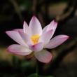 Workshops, August 28, 2022, 08/28/2022, Buddhist Cultural Experience, Exhibition, Screenings, and More