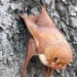Park Walks, October 12, 2022, 10/12/2022, Bat Walk (online)