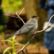 Park Walks, September 28, 2022, 09/28/2022, On A Wing Park Walk (online)