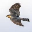Birdwatchings, September 14, 2022, 09/14/2022, Evening Fall Migration Walk