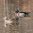 Birdwatchings, October 22, 2022, 10/22/2022, Saturday Morning Bird Walk