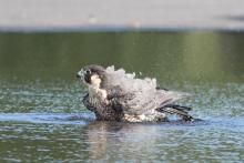 Birdwatchings, September 17, 2022, 09/17/2022, Birding Park Walk