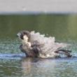 Birdwatchings, October 08, 2022, 10/08/2022, Birding Park Walk