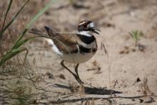 Birdwatchings, November 12, 2022, 11/12/2022, Intro to Birding