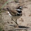 Birdwatchings, November 12, 2022, 11/12/2022, Intro to Birding
