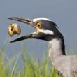 Birdwatchings, September 18, 2022, 09/18/2022, Early Bird Walk