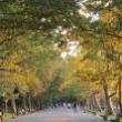 Park Walks, September 21, 2022, 09/21/2022, Forest Bathing