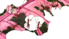 Opening Receptions, September 28, 2022, 09/28/2022, Darwin's Paradox: A Decade of Bio Art