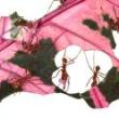 Opening Receptions, September 28, 2022, 09/28/2022, Darwin's Paradox: A Decade of Bio Art