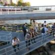 Festivals, October 15, 2022, 10/15/2022, SUBMERGE Marine Science Festival