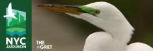 Birdwatchings, November 12, 2022, 11/12/2022, Birding in the Park