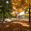 Festivals, October 15, 2022, 10/15/2022, City of Forest Day