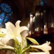 Concerts, October 28, 2022, 10/28/2022, Bach at Noon