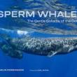 Book Discussions, October 18, 2022, 10/18/2022, Sperm Whales: The Gentle Goliaths of the Ocean