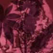 Discussions, November 05, 2022, 11/05/2022, Florilegium: A Poetic Historiography of Plants