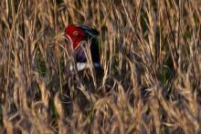 Conferences, November 12, 2022, 11/12/2022, The Re-Appearing Pheasant: An Encounter of American and Italian Poets and Critics (in-person and online)