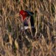 Conferences, November 12, 2022, 11/12/2022, The Re-Appearing Pheasant: An Encounter of American and Italian Poets and Critics (in-person and online)