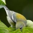 Talks, November 16, 2022, 11/16/2022, Exploring the World of Bird Photography (online)