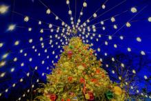 Festivals, November 29, 2022, 11/29/2022, Park Tree Lighting