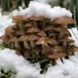 Talks, January 07, 2023, 01/07/2023, Winter Mushroom Talk (online)