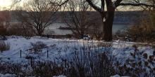 Park Walks, January 08, 2023, 01/08/2023, How Plants Survive Winter in Fort Tryon Park (online)