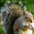 Hikes, January 21, 2023, 01/21/2023, Squirrel Appreciation Hike