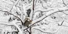 Park Walks, February 12, 2023, 02/12/2023, How Animals Survive Winter in Fort Tryon Park (online)