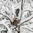 Park Walks, February 12, 2023, 02/12/2023, How Animals Survive Winter in Fort Tryon Park (online)