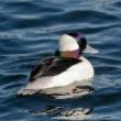 Birdwatchings, March 18, 2023, 03/18/2023, Twilight Winter Bird Stroll