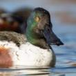 Birdwatchings, March 11, 2023, 03/11/2023, Weird Duck Spotting