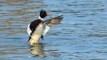 Birdwatchings, March 19, 2023, 03/19/2023, Park Birding