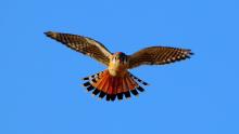 Birdwatchings, February 12, 2023, 02/12/2023, Winter Birding
