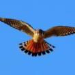 Birdwatchings, February 12, 2023, 02/12/2023, Winter Birding