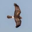 Birdwatchings, February 19, 2023, 02/19/2023, Birding in the Park