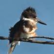 Birdwatchings, March 15, 2023, 03/15/2023, Winter Birding