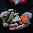 Talks, February 24, 2023, 02/24/2023, Tide to Table: Celebrating America's Oysters