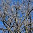 Park Walks, January 21, 2023, 01/21/2023, Winter Tree ID Walk