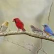 Birdwatchings, March 09, 2023, 03/09/2023, Intro to Birding (online)