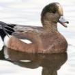Birdwatchings, March 12, 2023, 03/12/2023, Winter Birding