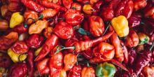 Lectures, February 24, 2023, 02/24/2023, Some Like it Hot: The History and Biology of Chili Peppers&nbsp;