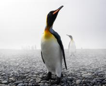 Workshops, February 28, 2023, 02/28/2023, Wildlife Photography (online)