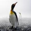 Workshops, February 28, 2023, 02/28/2023, Wildlife Photography (online)